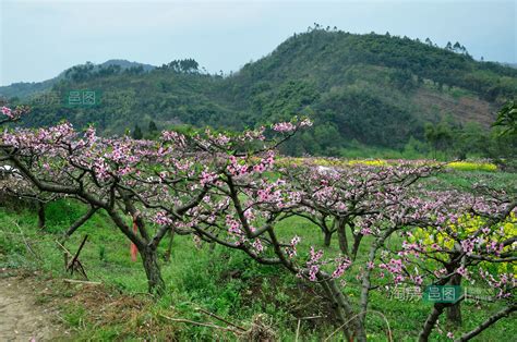 桃花房|【桃花房】打造絕美桃花房！招桃花攻略大公開 – 虞默莧師傅